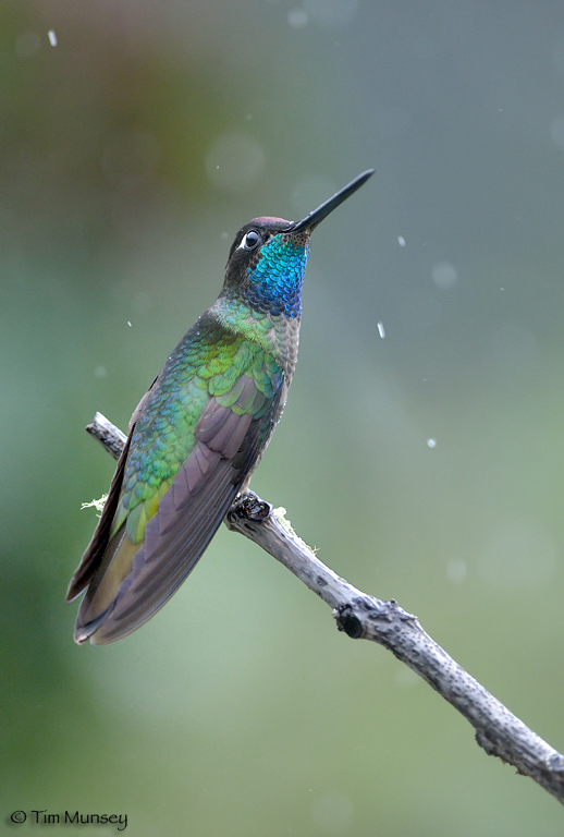 Magnificant Hummingbird